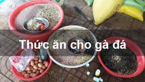 Buổi sáng cho gà đá ăn gì? xin88 nêu cách ăn chuẩn xác