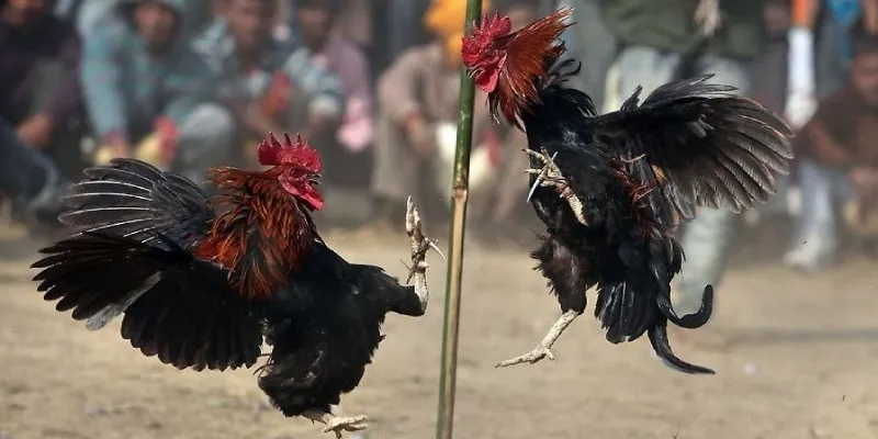 Gà nên nghỉ sau khi ăn