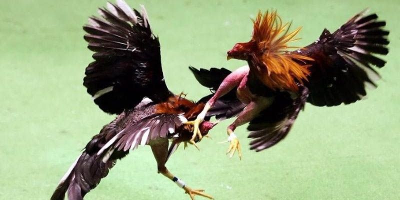 Giới thiệu thông tin về hình thức đá gà cựa