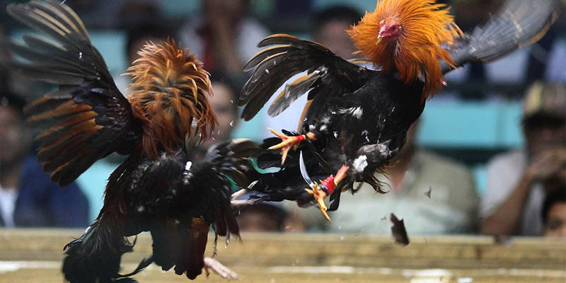 Giao diện phát sóng chân thực, sắc nét