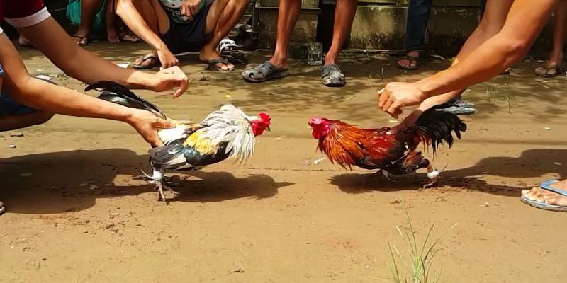 Thông tin về siêu phẩm giải trí đá gà đòn