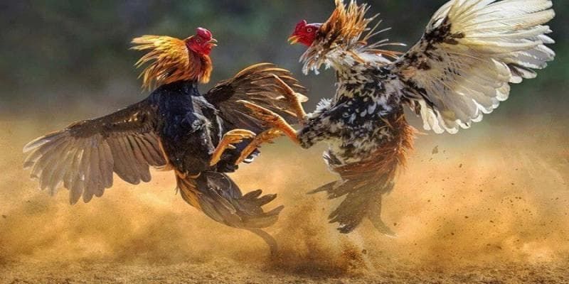 Tạo dựng kế hoạch phân bổ vốn thông minh
