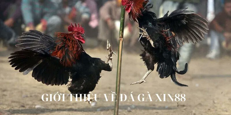 Đá gà cựa sắt cùng bạn mãn nhãn với chiến kê xuất sắc