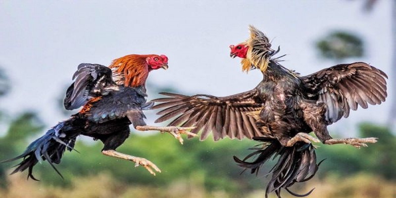 Nhiều người chọn xem đá gà qua mạng